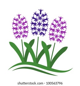 vector abstract hyacinths on white background