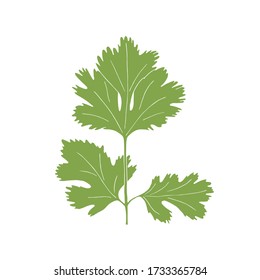 Ilustración vectorial abstracta de la rama cilantro o cilantro aislada en fondo blanco