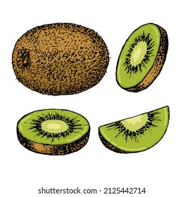 Vector abstract illustration with kiwi. An isolated set for your design