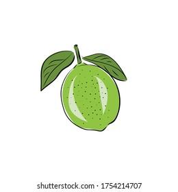 Vector abstract illustration of a lime. An isolated fruitand slice for your design of postcard, menu, banner, poster, advertisement and other. sketch and hand drawn.