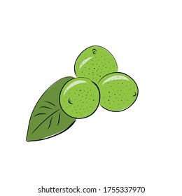 Vector abstract illustration of a lime. An isolated fruitand slice for your design of postcard, menu, banner, poster, advertisement and other. sketch and hand drawn.
