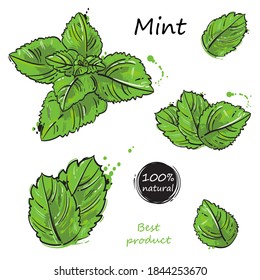 Ilustración abstracta vectorial de la menta. Dibujo manual
