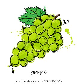 Vector abstract illustration of white grapes. Background for design of cards. menu, poster, banner and other.