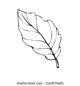 Hojas de contorno abstractas vectoriales al estilo Doodle aisladas en fondo blanco. Diseño sencillo para la reserva de recortes, libros de colores y diseño temático de la naturaleza.