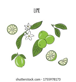 Vector abstract set illustration of a lime. An isolated set for your design of postcard, menu, banner, poster, advertisement and other. sketch and hand drawn.