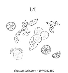 Vector abstract set illustration of a lime. An isolated set for your design of postcard, menu, banner, poster, advertisement and other. sketch and hand drawn.