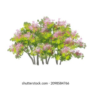 Vector of abstract watercolor tree side view isolated on white background  for landscape plan and architecture layout drawing, elements for environment and garden,blossom grass,flower blooming
