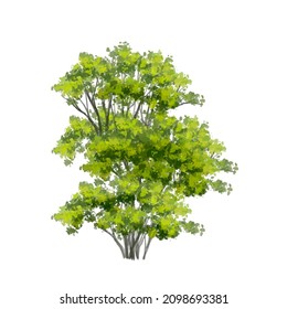 Vector of abstract watercolor tree side view isolated on white background  for landscape plan and architecture layout drawing, elements for environment and garden