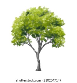 Vector de la vista abstracta de árbol de acuarela aislado en fondo blanco para el plano de paisaje y diseño de arquitectura, elementos para el medio ambiente y jardín