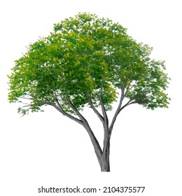 Vector de la vista abstracta de árbol de acuarela aislado en fondo blanco para el plano de paisaje y diseño de arquitectura, elementos para el medio ambiente y jardín