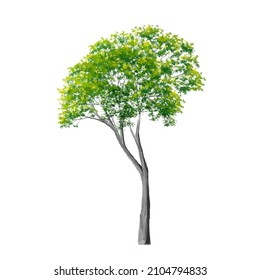 Vector of abstract watercolor tree side view isolated on white background  for landscape plan and architecture layout drawing, elements for environment and garden,blossom grass,flower blooming