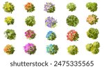 Vector of abstract watercolor tree top view isolated on white background for landscape plan and architecture layout drawing, elements for environment and garden,blossom grass,flower blooming