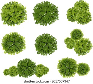 Vector of abstract watercolor tree top view isolated on white background for landscape plan and architecture layout drawing, elements for environment and garden