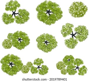 Vector of abstract watercolor tree top view isolated on white background for landscape plan and architecture layout drawing, elements for environment and garden