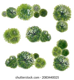 Vector of abstract watercolor tree top view isolated on white background for landscape plan and architecture layout drawing, elements for environment and garden