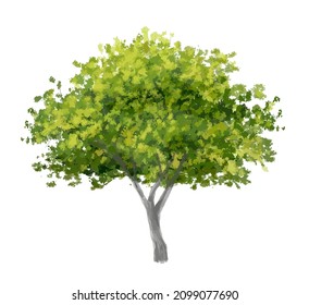 Vector de la vista de la parte superior del árbol de acuarela abstracta aislado en fondo blanco para el diseño de planos de paisaje y arquitectura, elementos para el medio ambiente y el jardín