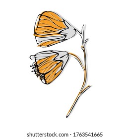 Vector Abutilon. Floral design. Flowers