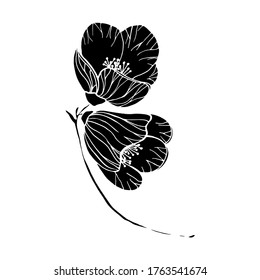 Vector Abutilon. Floral design. Flowers