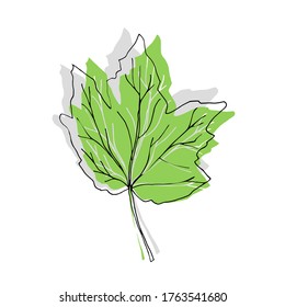 Vector Abutilon. Diseño floral. Flores