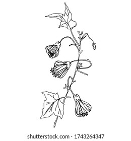 Vector Abutilon. Vector flowers for different design.