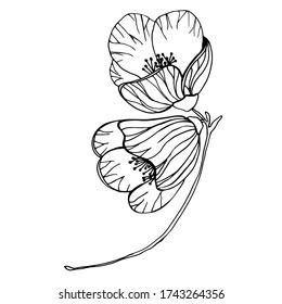 Vector Abutilon. Vector flowers for different design.