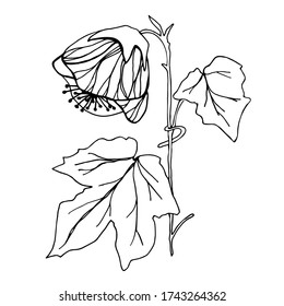Vector Abutilon. Vector flowers for different design.