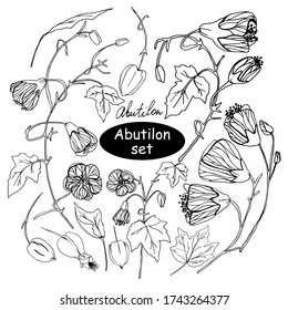 Vector Abutilon. Vector flowers for different design.