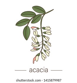 Vector Acacia Icon. Colored Wild Flower Illustration. Colored Cartoon Style Honey Plant Isolated On White Background
