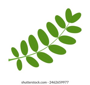 Vector Acacia leaf isolated on white background. Green leaves of acacia. Botanical natural plant, design Element for Card, Spring Holidays Decoration, Invitation. Colored flat vector illustration