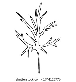 Vector. Aconitum flowers. Contours of flowers. Vector decor for wedding invitation.
