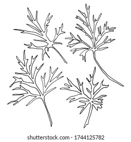 Vector. Aconitum flowers. Contours of flowers. Vector decor for wedding invitation.