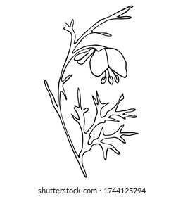 Vector. Aconitum flowers. Contours of flowers. Vector decor for wedding invitation.