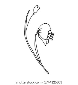 Vector. Flores de conito. Conjuntos de flores. Decoración vectorial para la invitación a la boda.