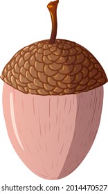 Vector acorn isolated on white background