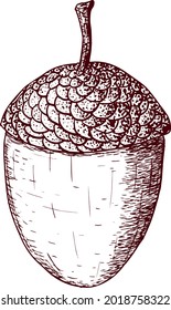 Vector acorn isolated on white background in strokes