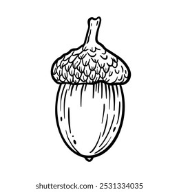 Vector acorn line art. botanic linear illustration