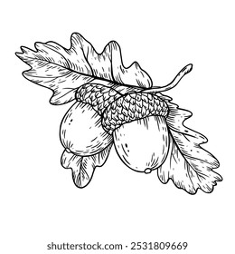 Vector acorn line art with leaves. botanic linear illustration