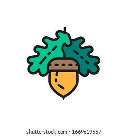 Vector acorn, oak flat color line icon.