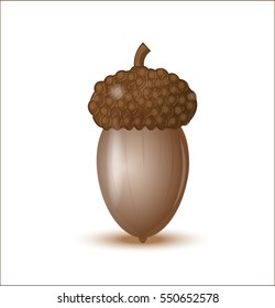 vector acorn, oak fruit, brown in a hat