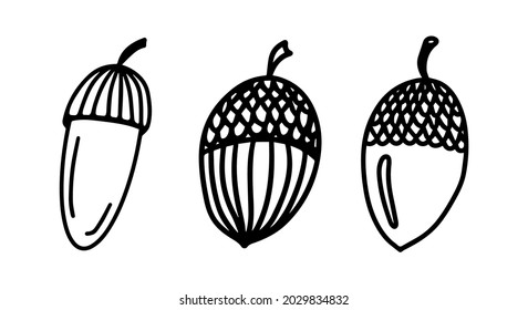 Vector acorn, oak fruit isolated on white background icon. Illustration for seasonal design, textile, decoration kids playroom or greeting card, autumn and halloween. Hand drawn prints and doodle. 