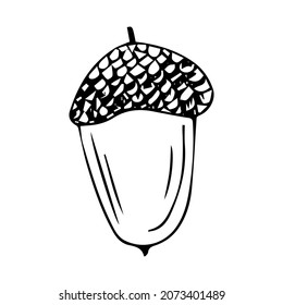 Vector acorn, oak fruit isolated on white background icon. Illustration for seasonal design, textile, decoration kids playroom or greeting card, autumn and halloween. Hand drawn prints and doodle.