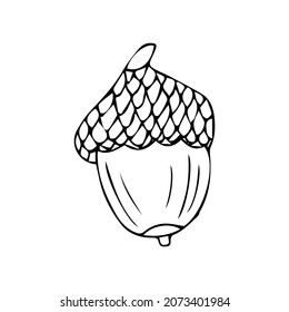 Vector acorn, oak fruit isolated on white background icon. Illustration for seasonal design, textile, decoration kids playroom or greeting card, autumn and halloween. Hand drawn prints and doodle.
