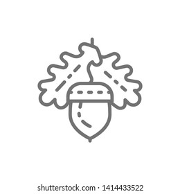 Vector acorn, oak line icon.