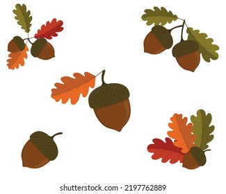 Vector acorn set. Oak leaves on white background. Hello autumn