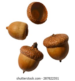 Vector acorns on the white background. The acorn, or oak nut, is the nut of the oak tree