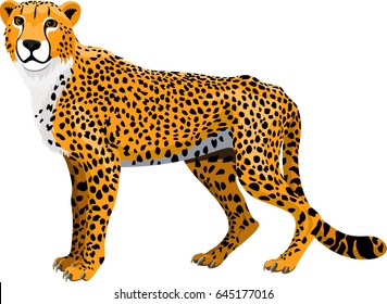 vector african cheetah (Acinonyx jubatus) isolated