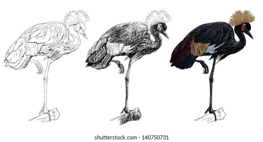 The vector of African Crowned Crane bird standing on the log