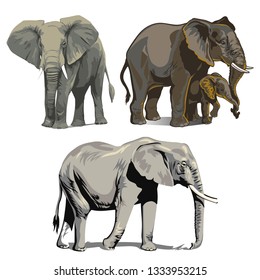 vector african elephant