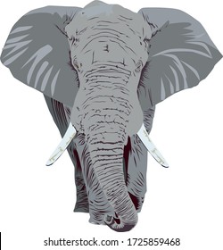 Vector african giant elephant. Giant elephant illustration