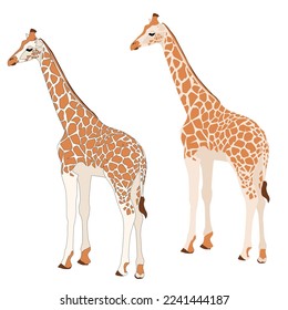 Vector african giraffe stands flat with shadows isolated on white background